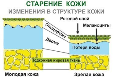 Изменения в структуре кожи при старении Изменения в структуре кожи при старении